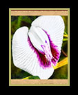 a beautiful wildflower in Belize thumbnail